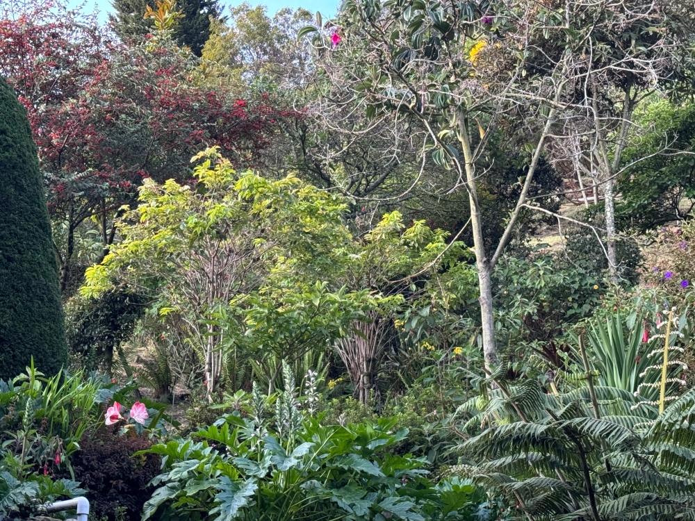 Bogota