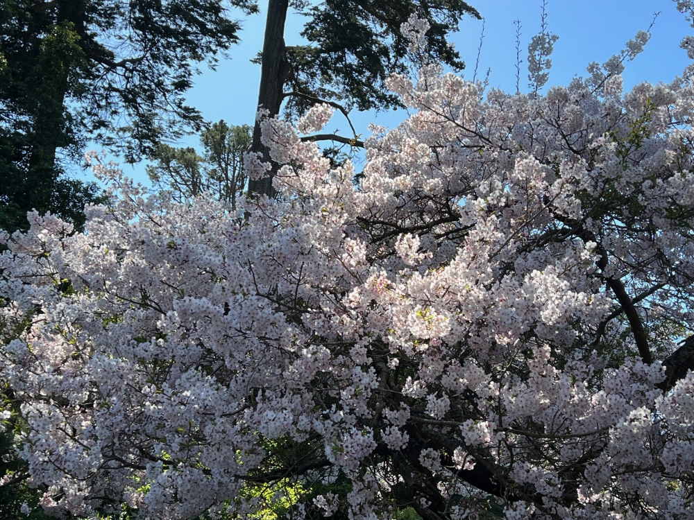 Golden Gate Park Tea Garden