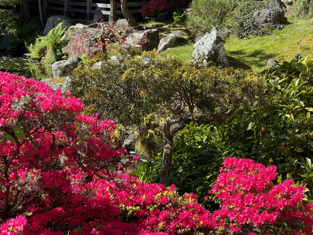 Golden Gate Park Tea Garden