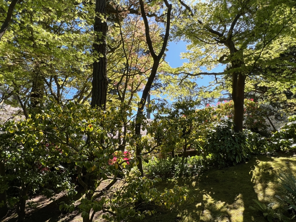 Golden Gate Park Tea Garden