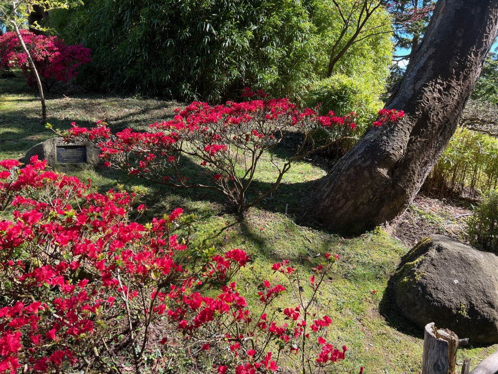Golden Gate Park Tea Garden