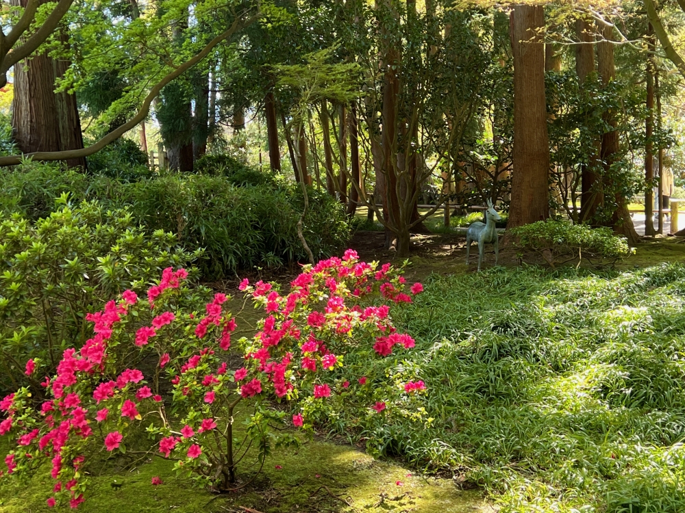 Golden Gate Park Tea Garden