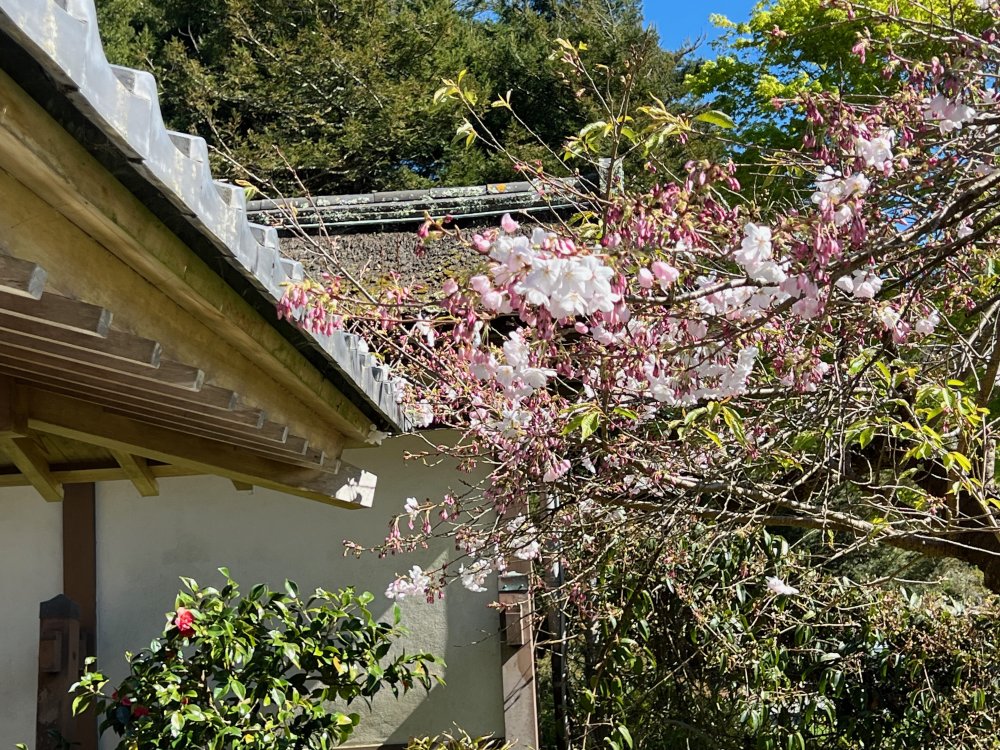 Golden Gate Park Tea Garden