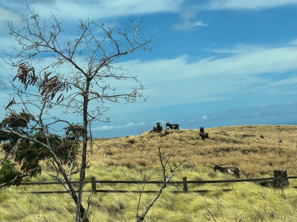 Hawaii