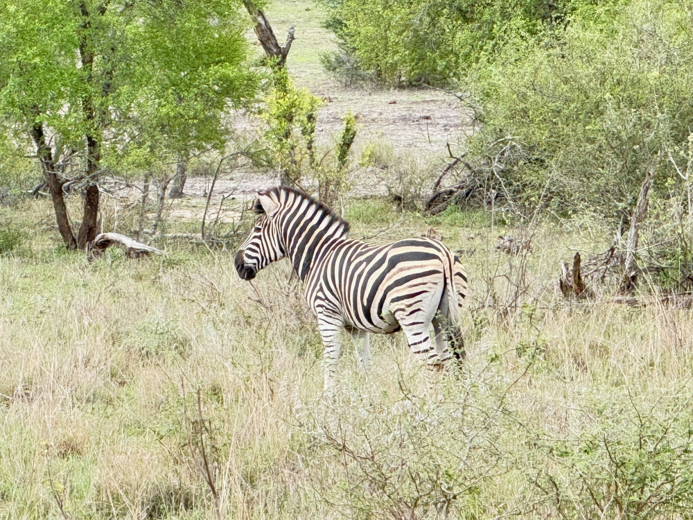 Londolozi