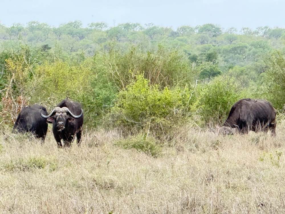 Londolozi