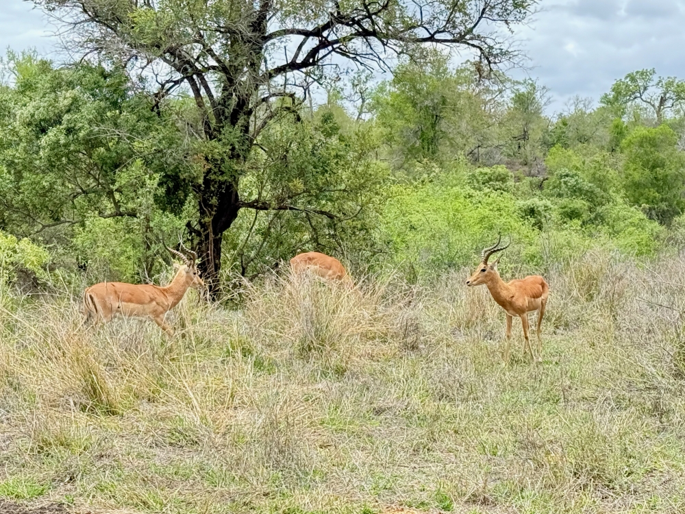 Londolozi