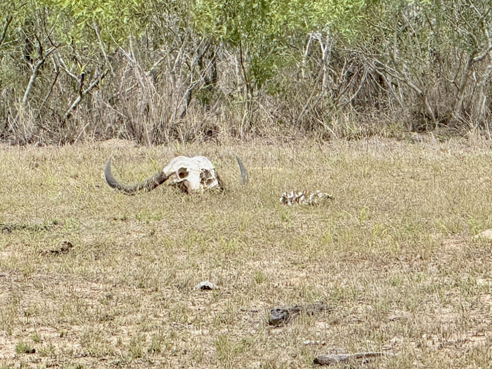 Londolozi