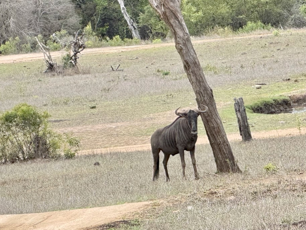Londolozi