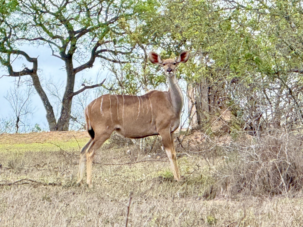 Londolozi