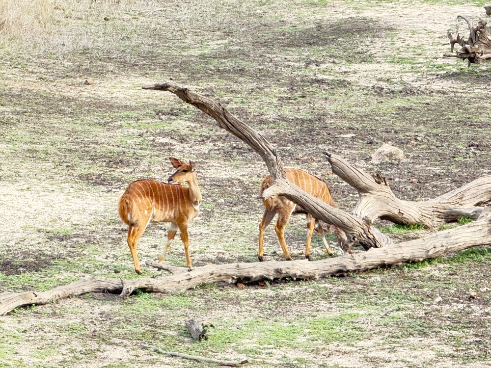 Londolozi