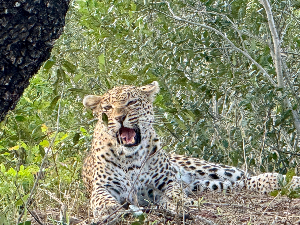 Londolozi