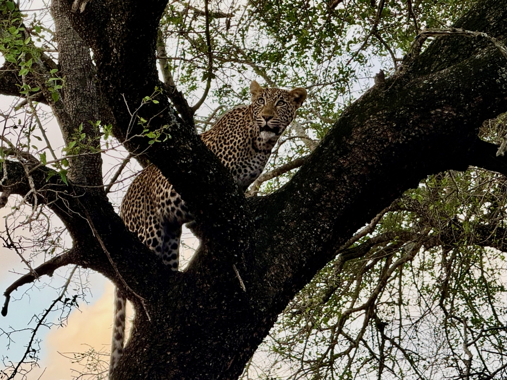 Londolozi
