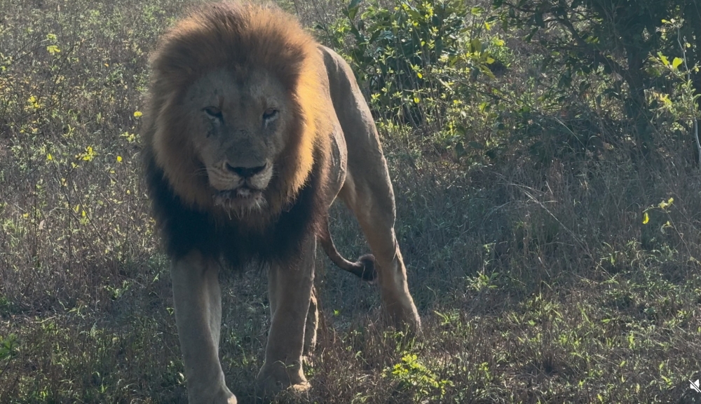 Londolozi
