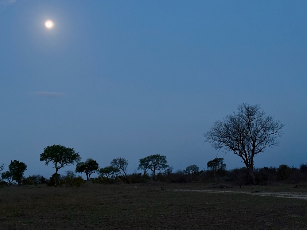 Londolozi