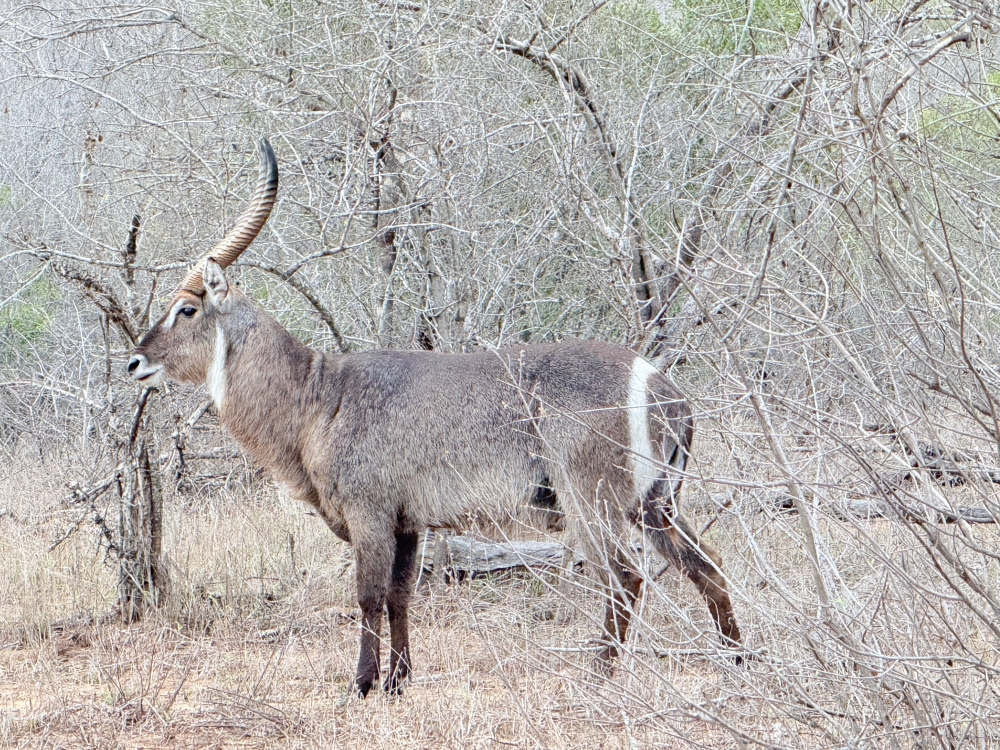 Londolozi