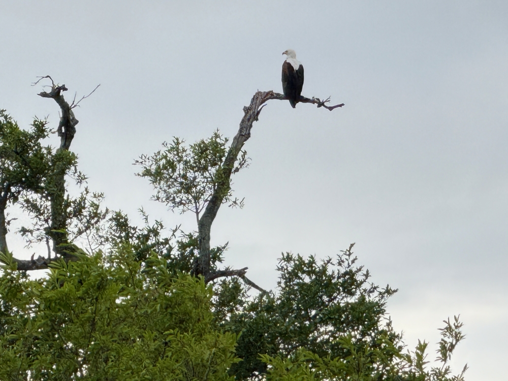 Londolozi