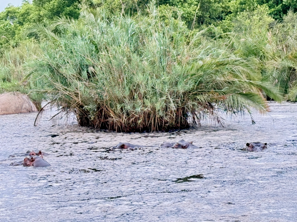 Londolozi