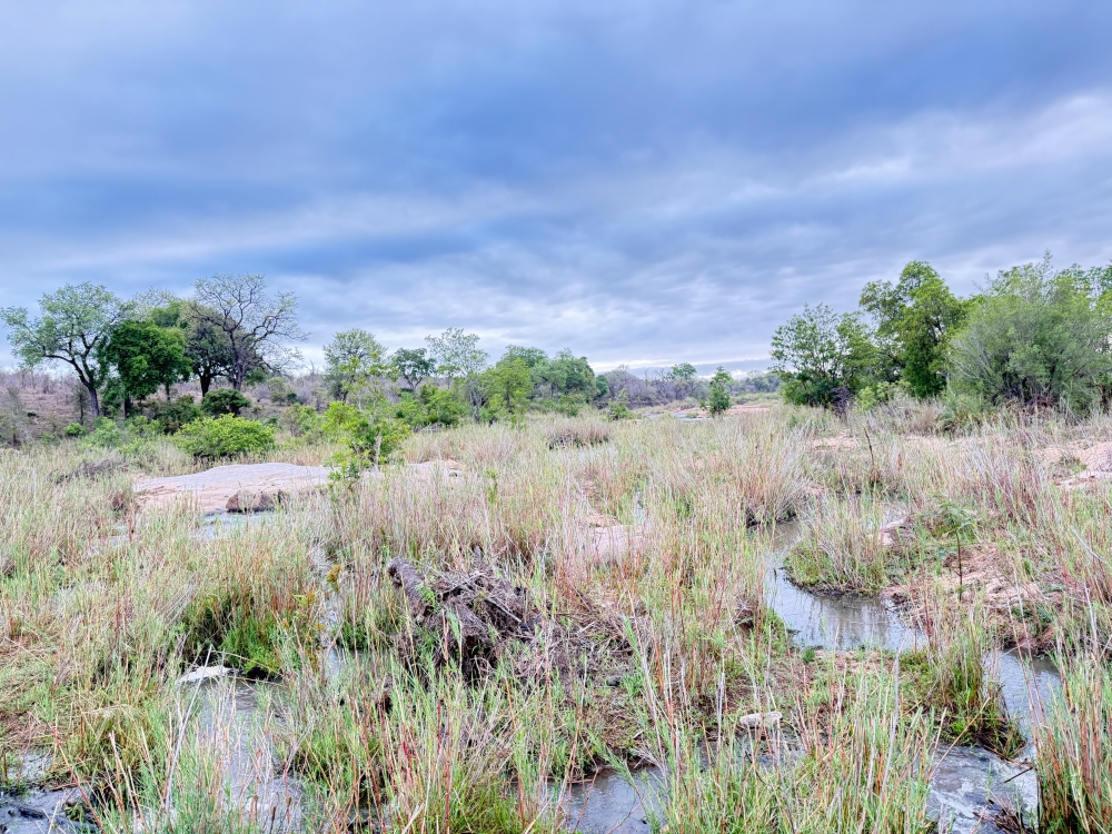 Londolozi