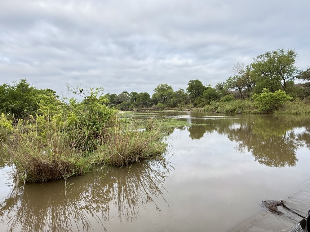 Londolozi