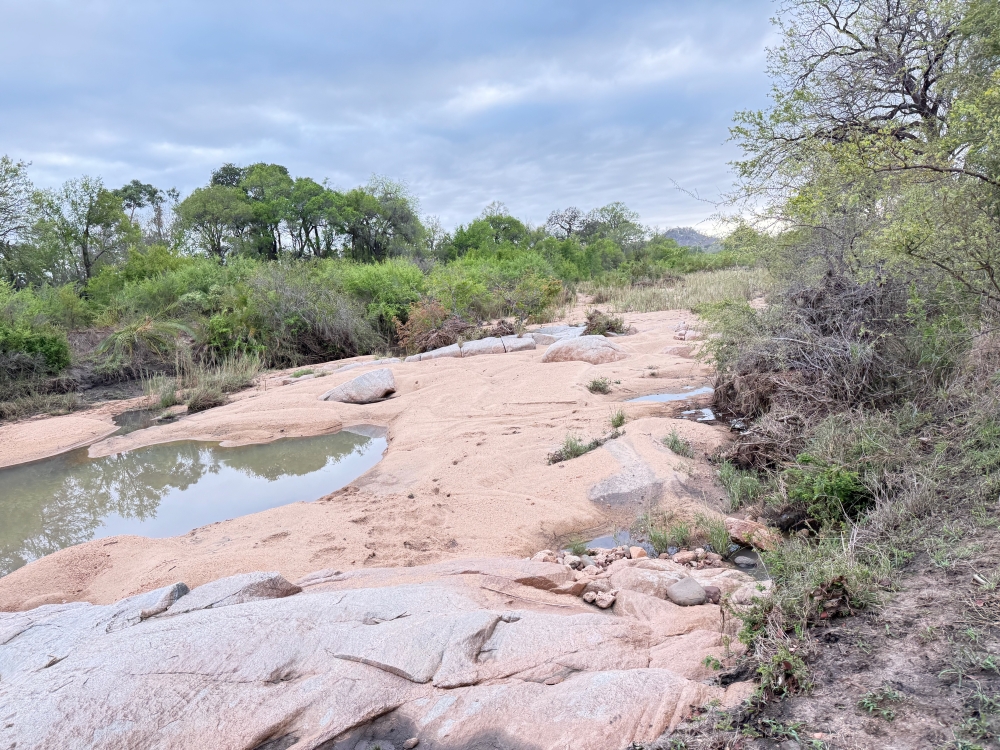 Londolozi
