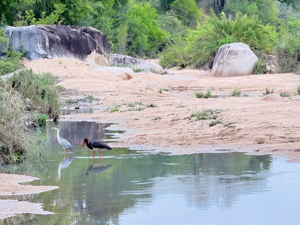 Londolozi