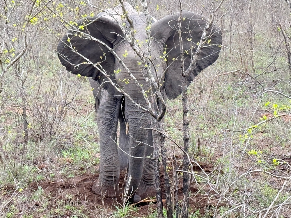 Londolozi