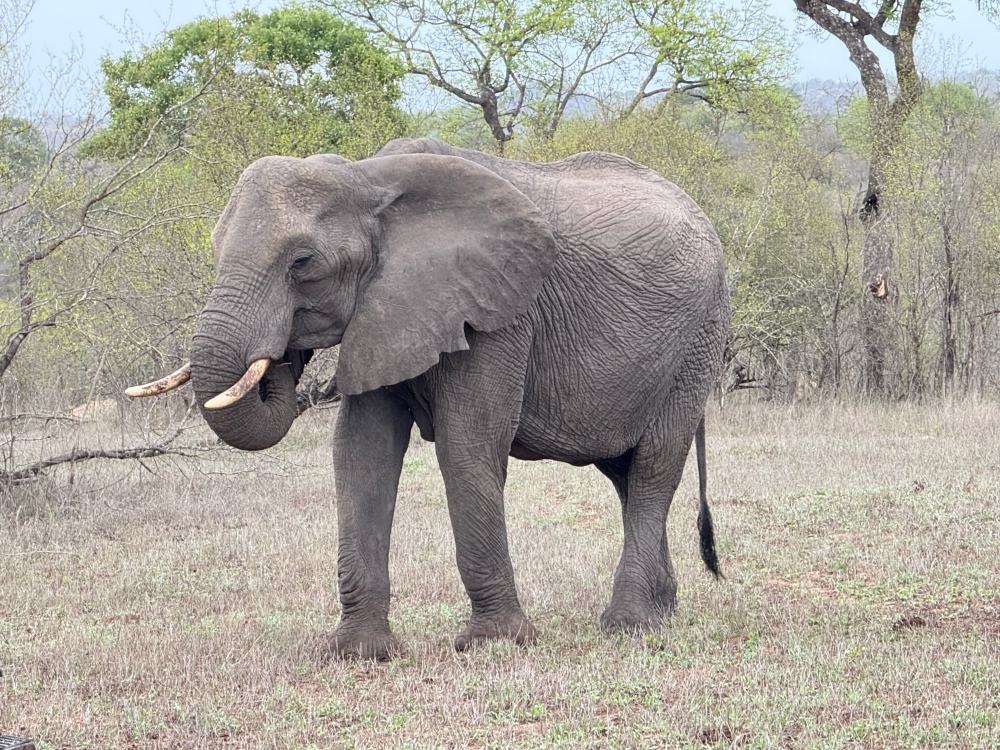 Londolozi