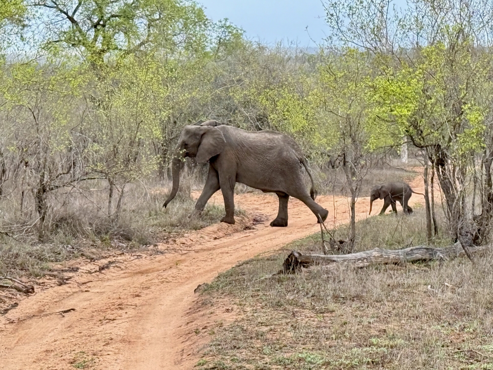 Londolozi
