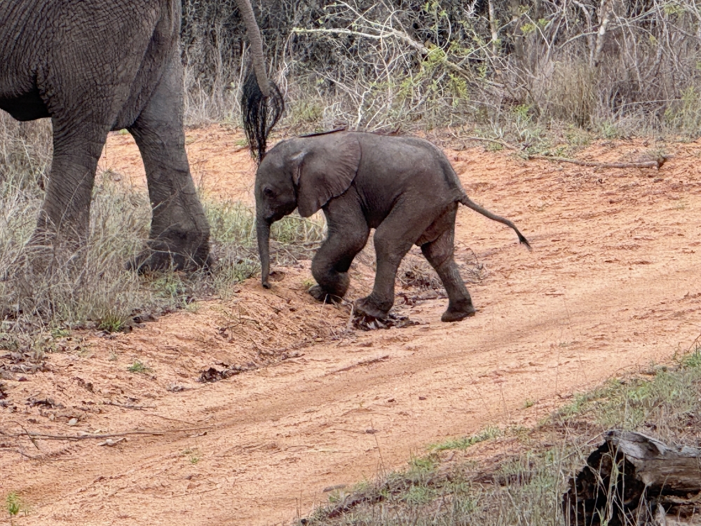 Londolozi