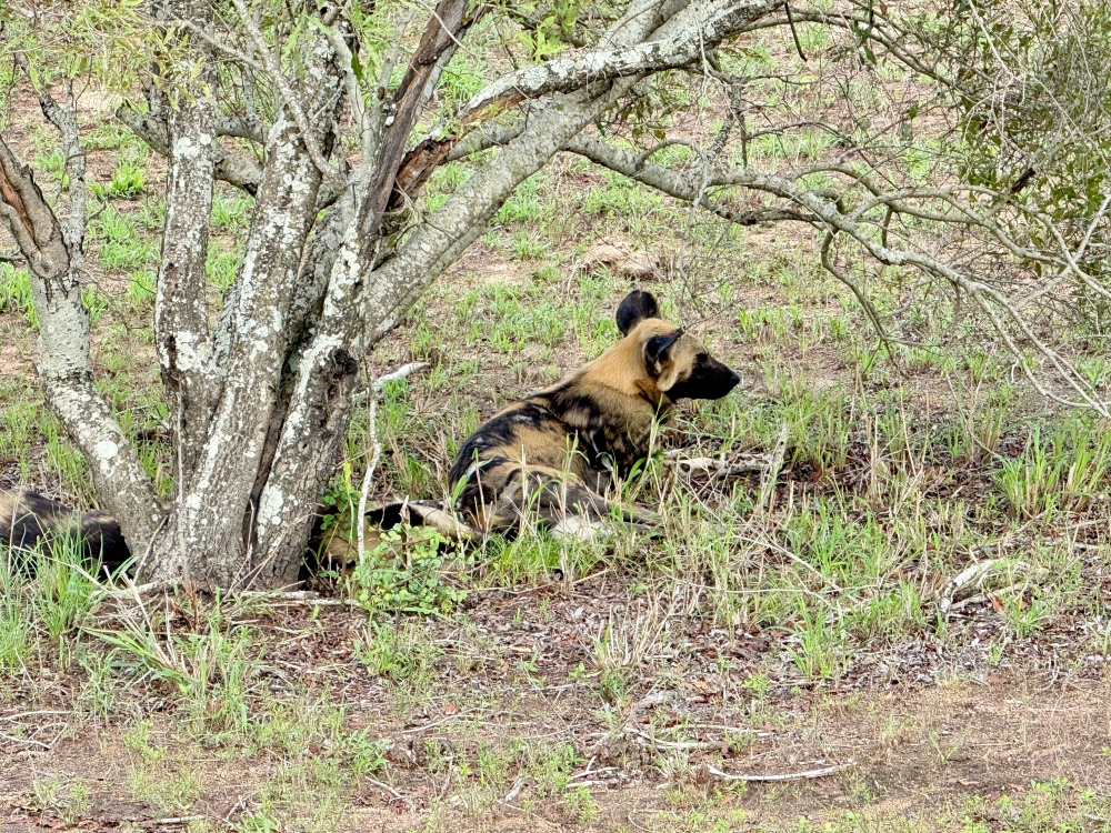 Londolozi