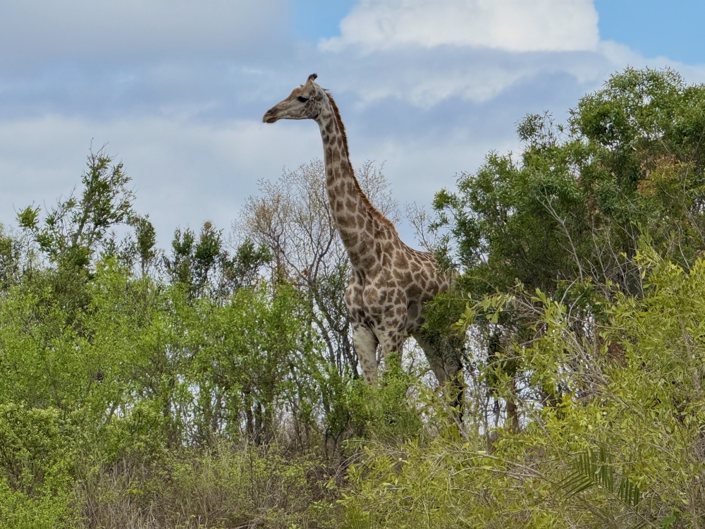 Londolozi