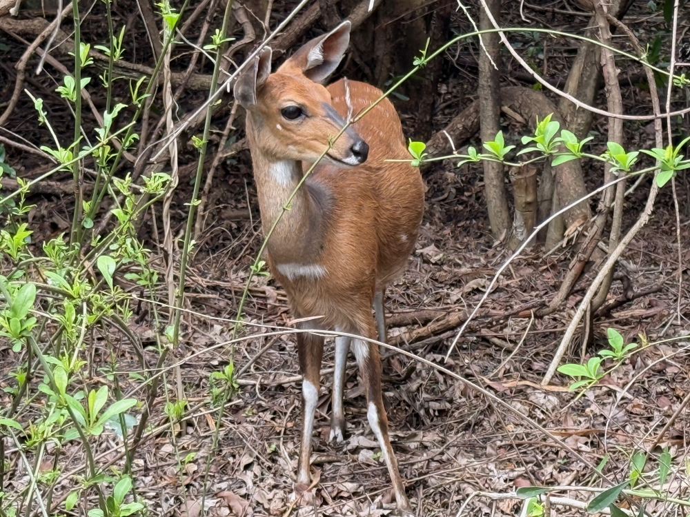 Londolozi
