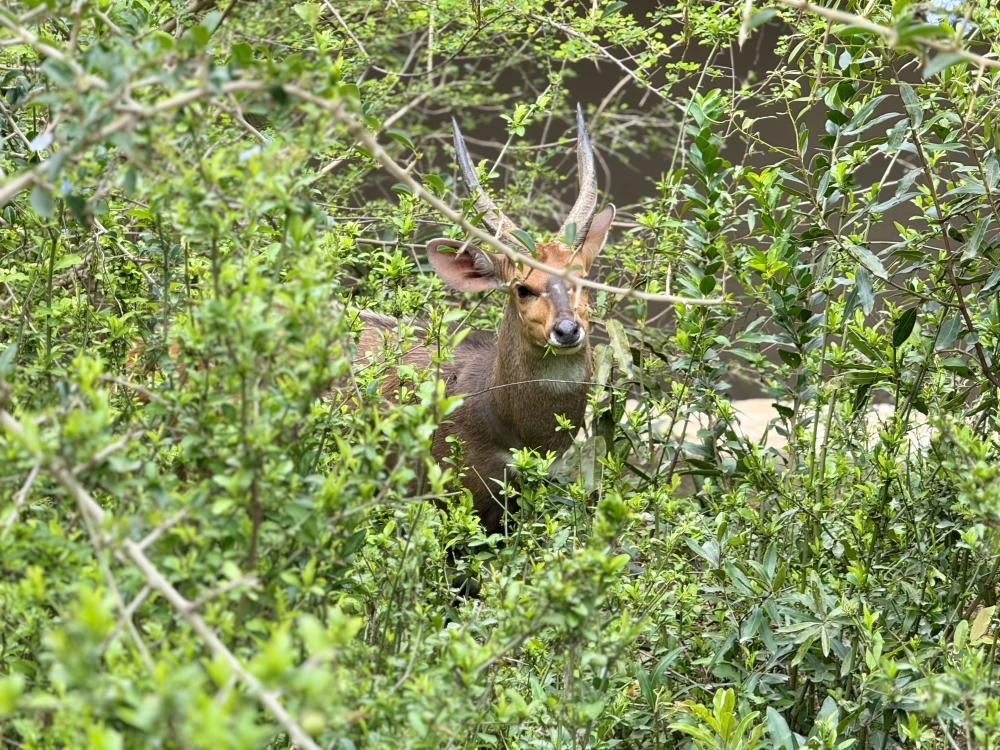 Londolozi