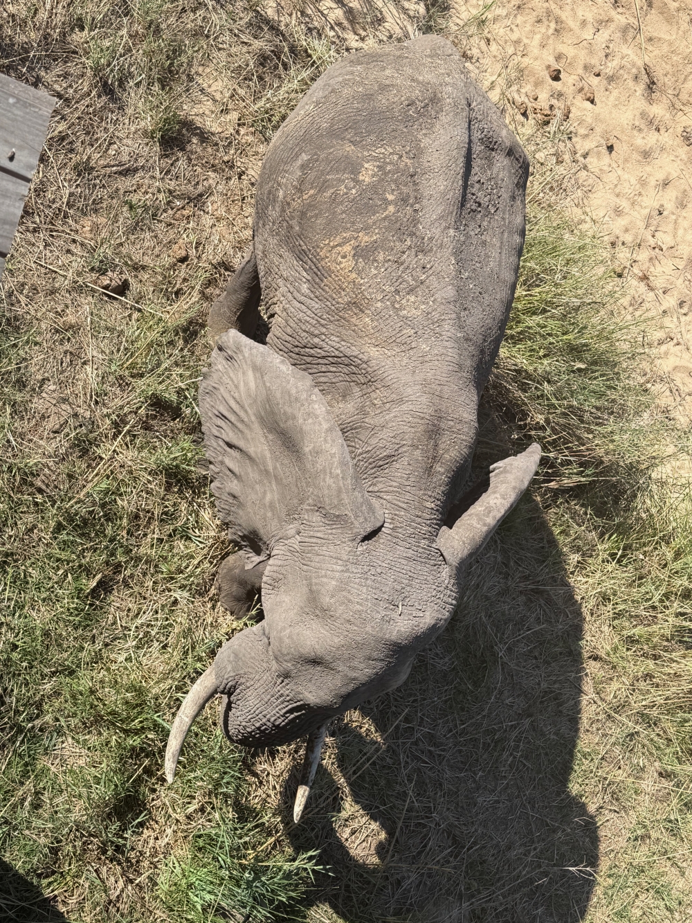 Londolozi