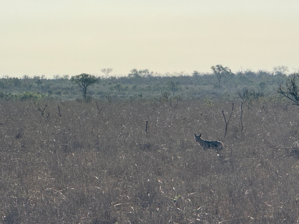 Londolozi