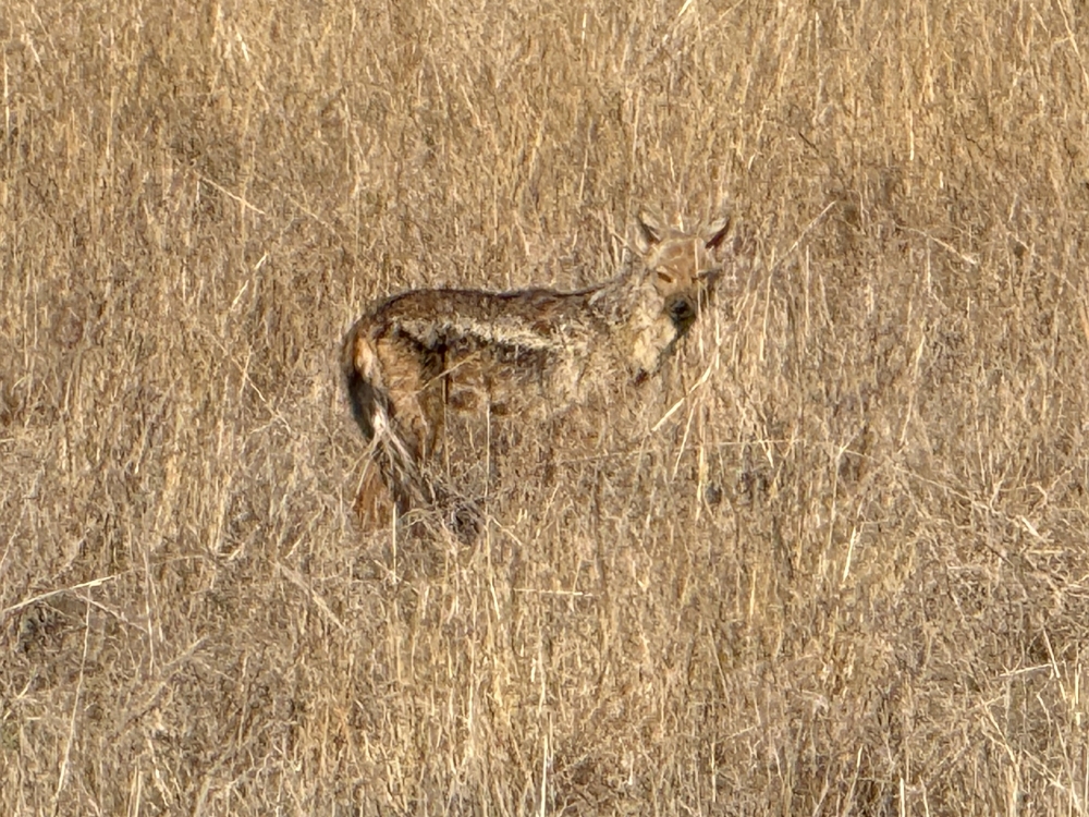 Londolozi