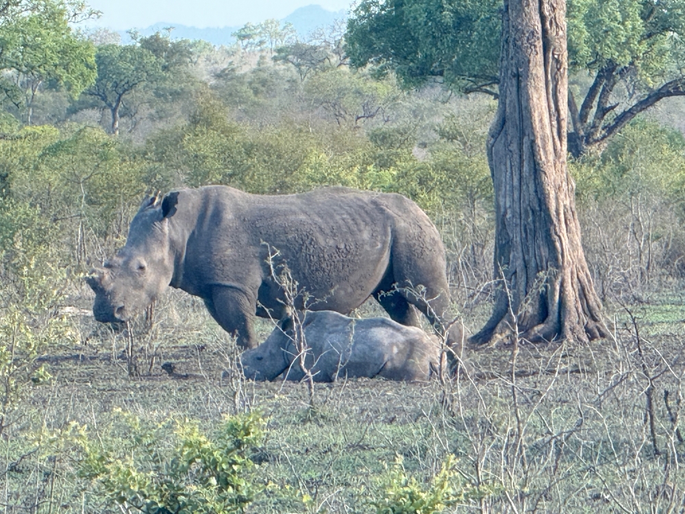 Londolozi