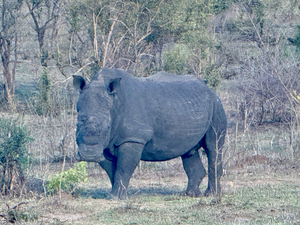 Londolozi
