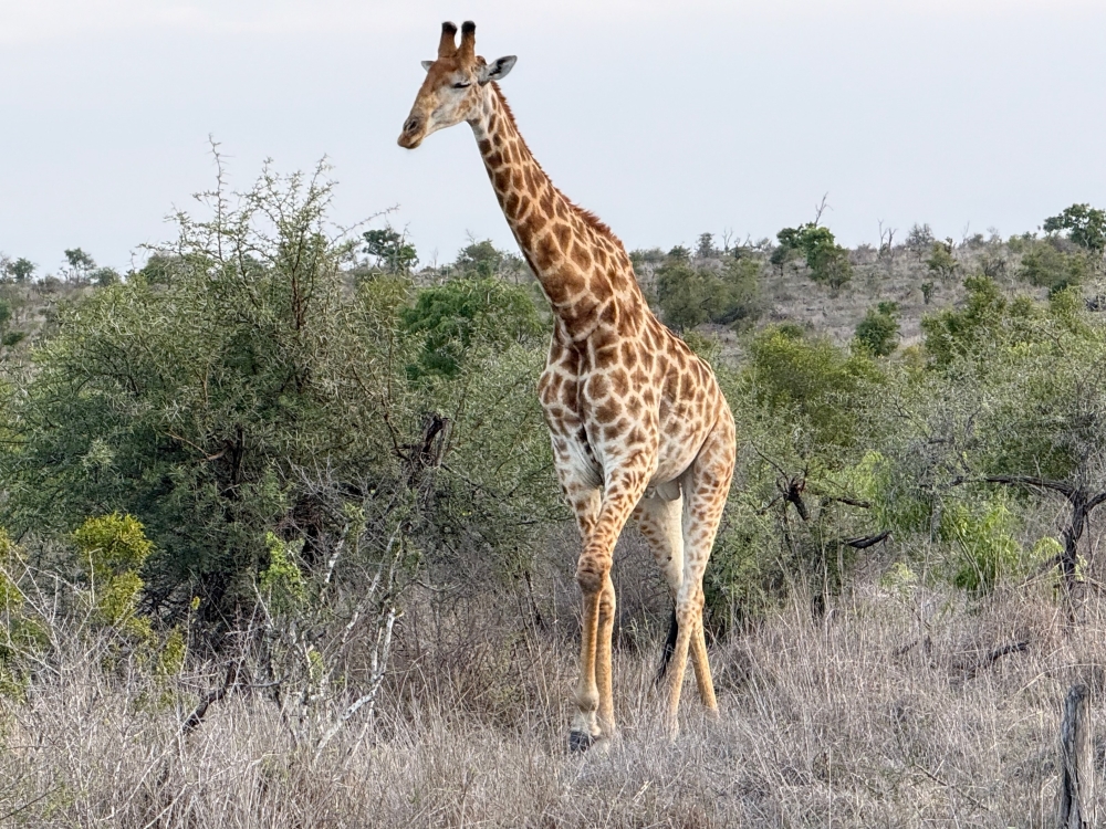 Londolozi