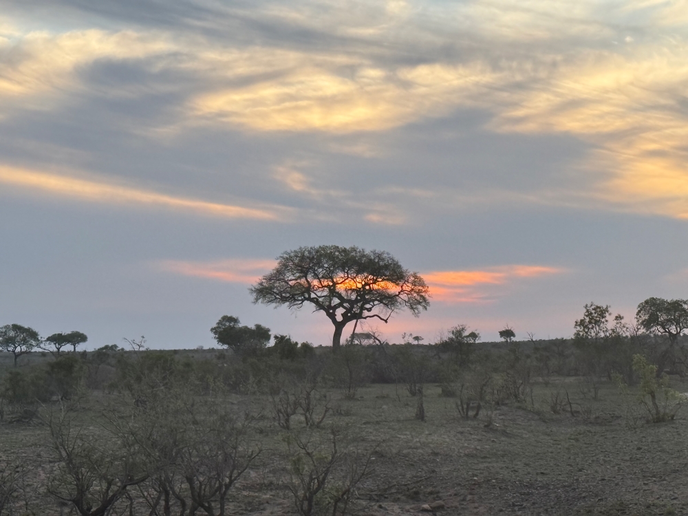 Londolozi