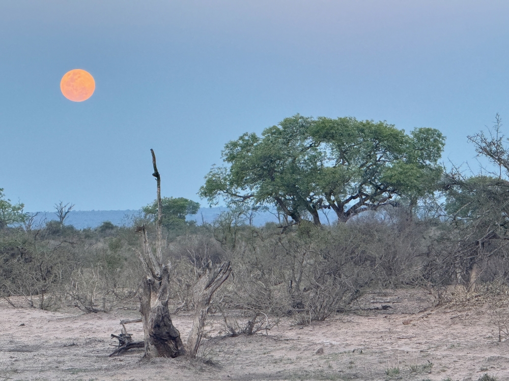 Londolozi