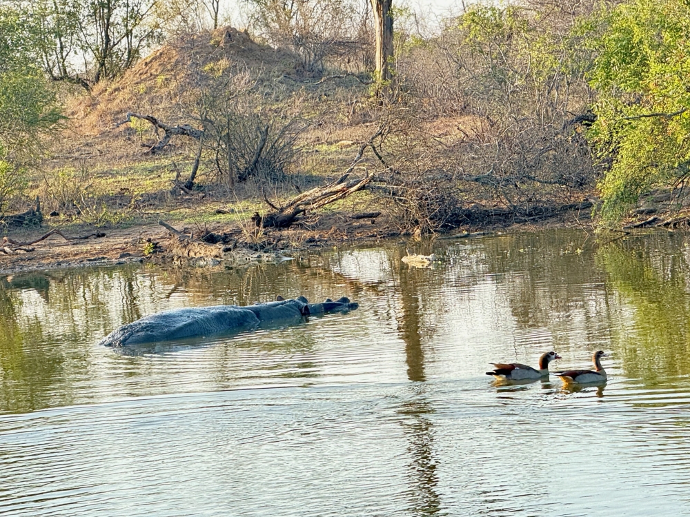 Londolozi