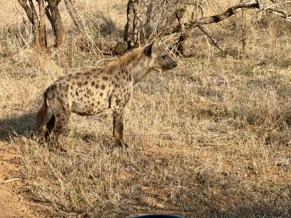Londolozi