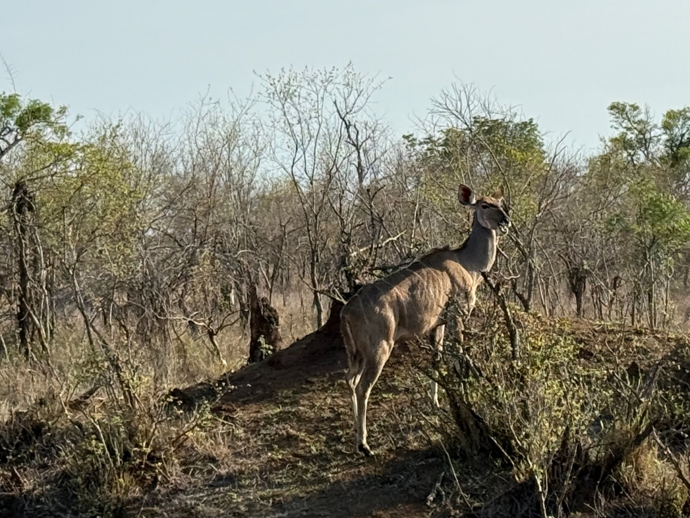Londolozi