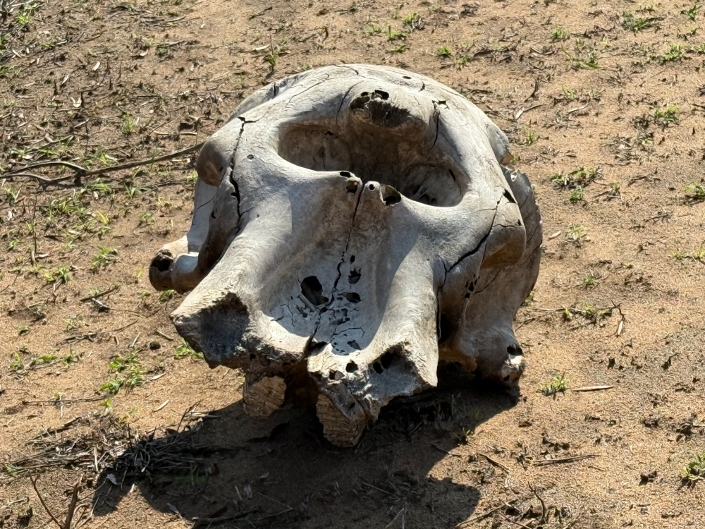 Londolozi