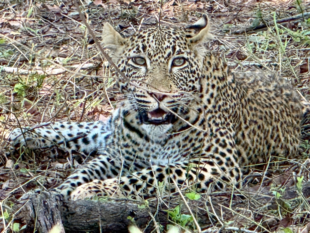 Londolozi