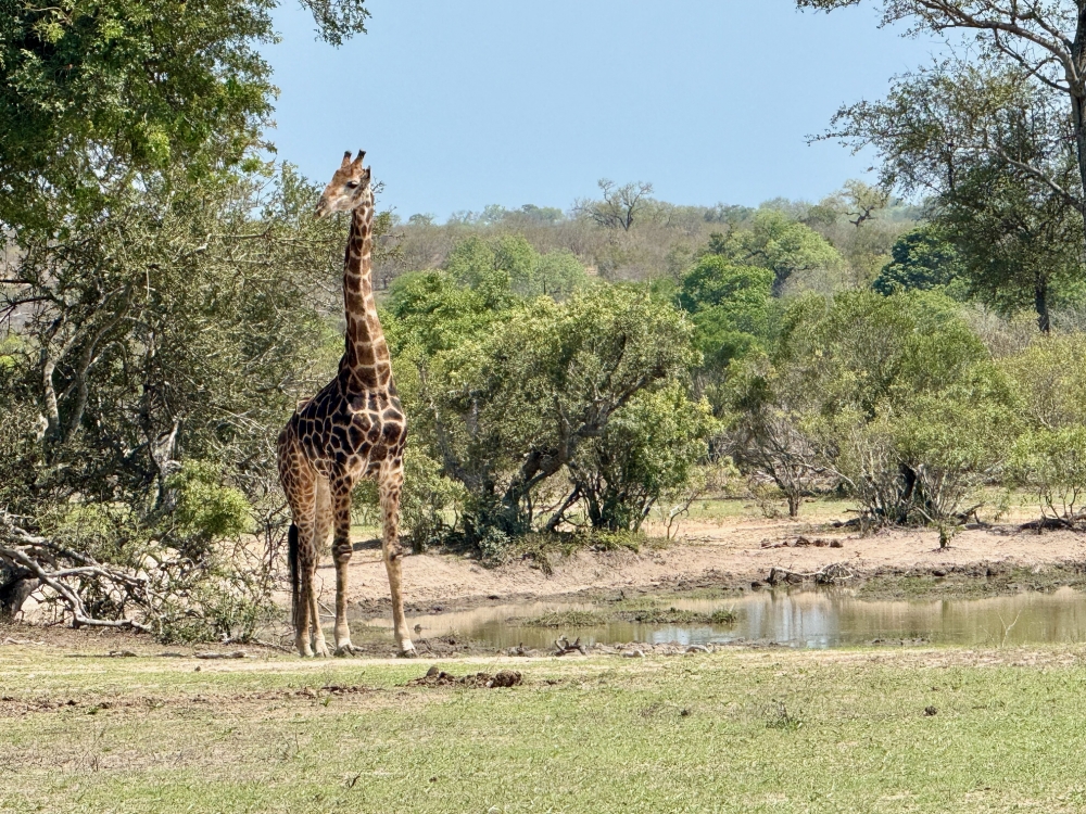 Londolozi