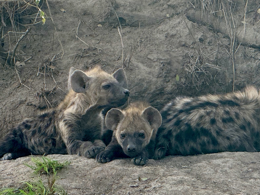 Londolozi