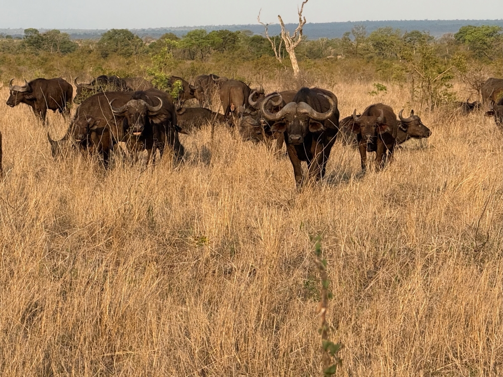 Londolozi